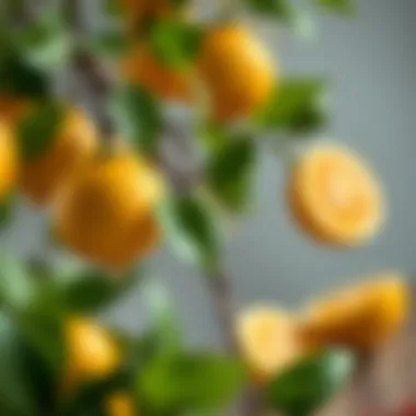 Harnessing Citrus Fruits for a Refreshing Aroma Citrus fruits for refreshing scent