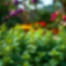 Fresh mint plants in a garden setting