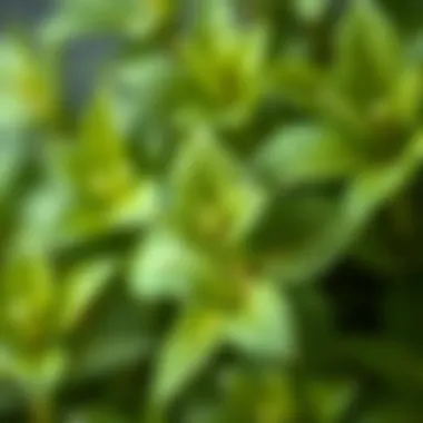 Close-up of mint leaves showcasing texture