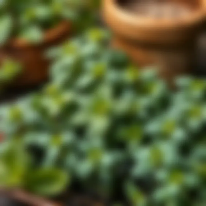 Diverse varieties of mint arranged for comparison