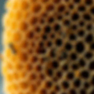Exploring the Intricacies of Honeycomb Detailed view of a honeycomb structure