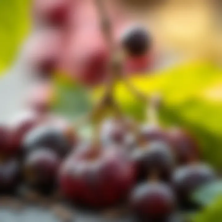 Various uses of plum seeds in home remedies