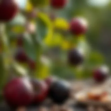 Precautions to consider when using plum seeds