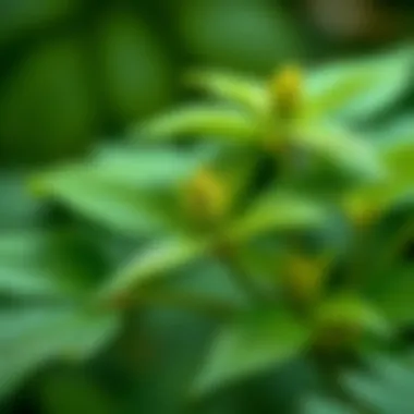 Close-up view of a mosquito-repelling herb with lush green leaves.