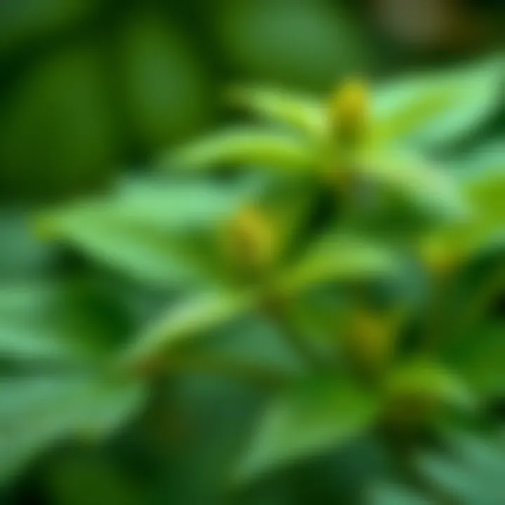 Close-up view of a mosquito-repelling herb with lush green leaves.