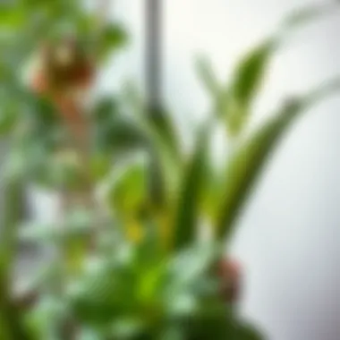 An indoor plant arrangement featuring fly-repelling species.