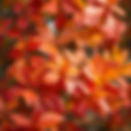 Vibrant autumn leaves showcasing nature's palette