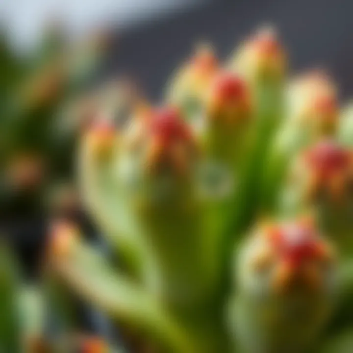 Water Droplets on Succulent Cactus Close-up of a succulent cactus with water droplets