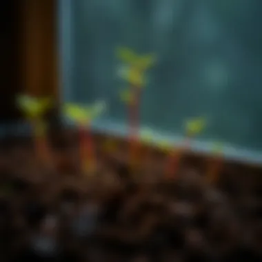 Understanding Climate Impact on Seed Germination Climate impact on seed germination