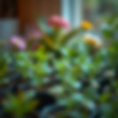 Exploring Diverse Plant Types for Sowing Diverse plant types