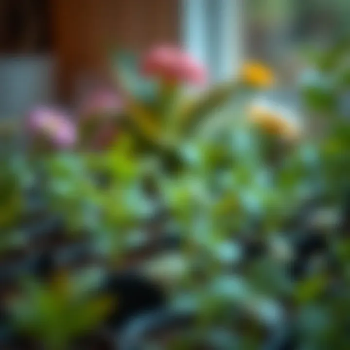 Exploring Diverse Plant Types for Sowing Diverse plant types