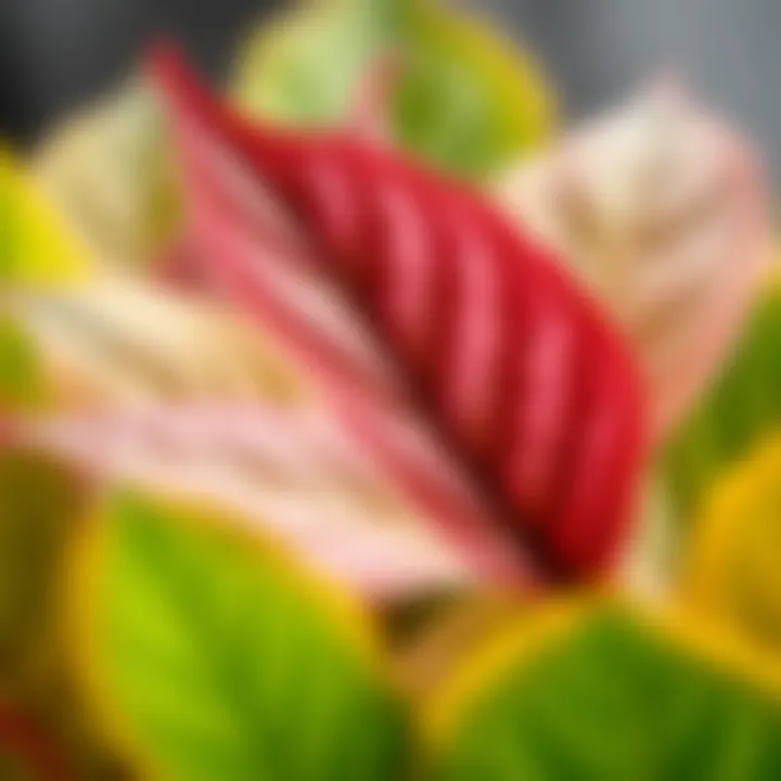 Vibrant Kokina Leaves Close-up of healthy kokina leaves showcasing their vibrant color.