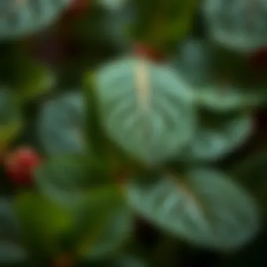 Healthy yuka leaves close-up